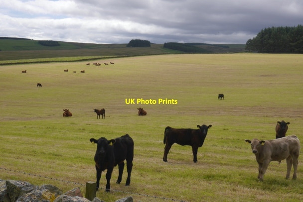 Photo 6"x4" Cattle, Halltree Heriot c2020