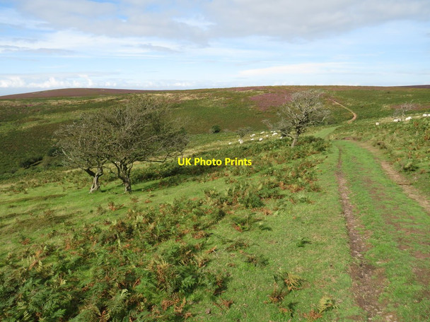 Photo 6"x4" Quantock Hills near Bicknoller Bicknoller c2020