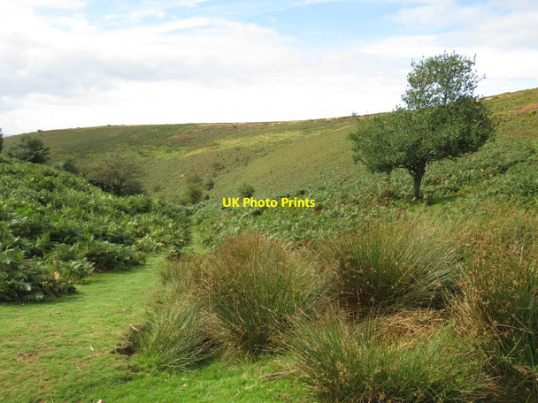 Photo 6"x4" Macmillan Way West near Bicknoller Bicknoller c2020