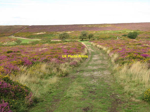 Photo 6"x4" Colour on the Quantock Hills near Bicknoller Weacombe c2020