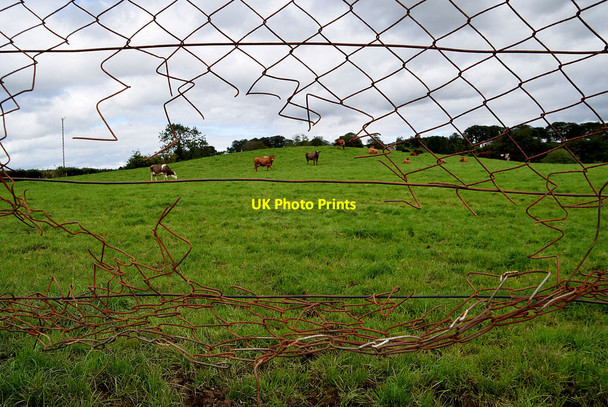 Photo 6"x4" Cattle viewed through a rusty wire fence, Glenknock Newtownstewart c2020
