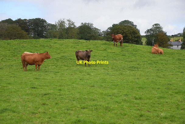 Photo 6"x4" Cattle on a low hill, Glenknock Newtownstewart c2020