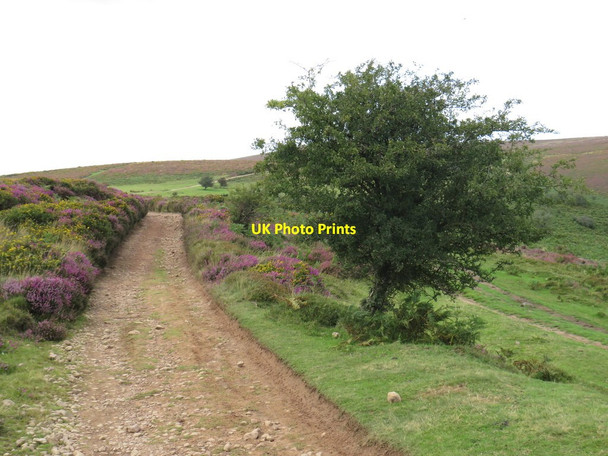 Photo 6"x4" Macmillan Way West near Bicknoller Bicknoller c2020
