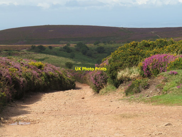 Photo 6"x4" Macmillan Way West near Bicknoller Bicknoller c2020