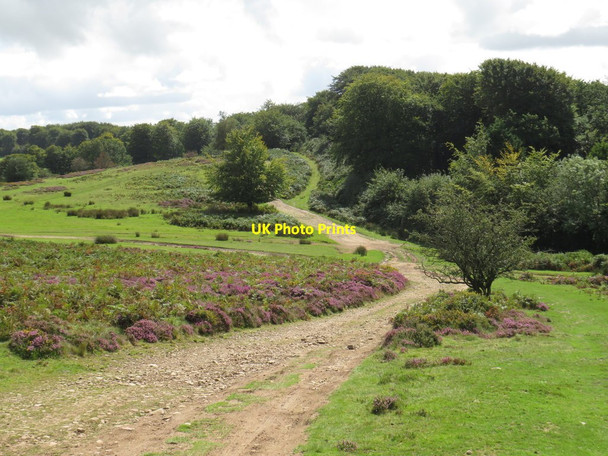 Photo 6"x4" Track near Crowcombe Crowcombe c2020 P1