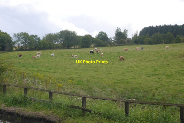 Photo 6"x4" Cattle, Keithfield Wedderlairs c2020