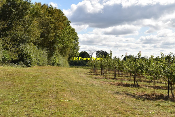 Photo 6"x4" Byway by orchard Red Hill\/TQ6954 c2019