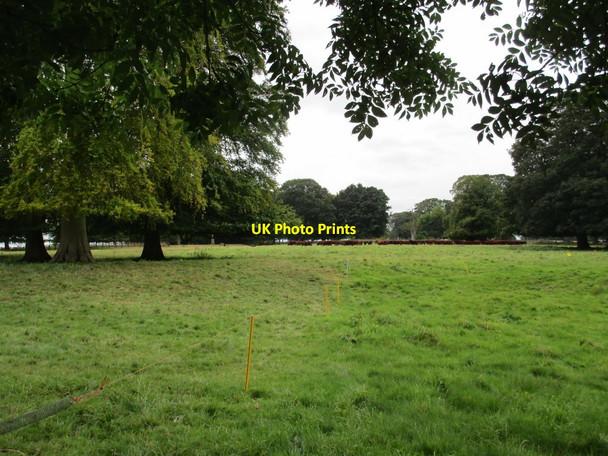 Photo 6"x4" Lincoln Red Cattle at South Ormesby Ketsby c2020