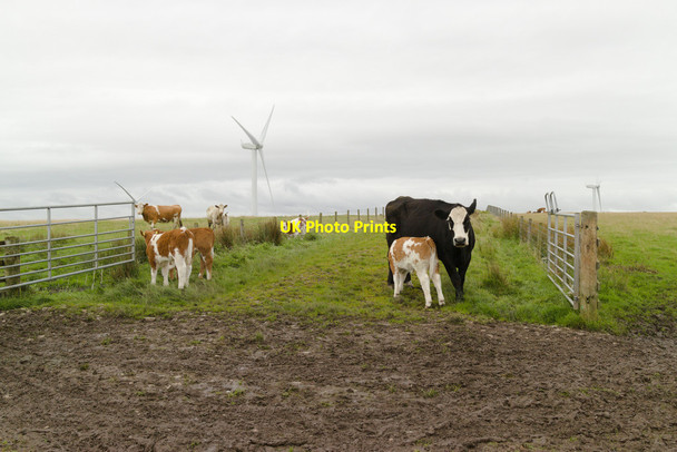 Photo 6"x4" Cattle in a field off Howpark Road Grantshouse c2020