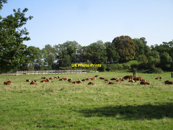 Photo 6"x4" Resting cattle near Goodrich Kerne Bridge c2020
