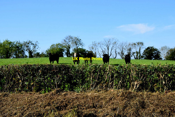 Photo 6"x4" Cattle behind a hedge, Kilnaheery Garvaghy c2020
