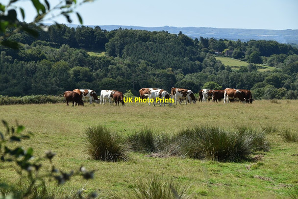 Photo 6"x4" Cattle grazing Wych Cross c2020