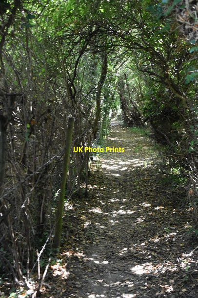 Photo 6"x4" Shady bridleway Keston c2020