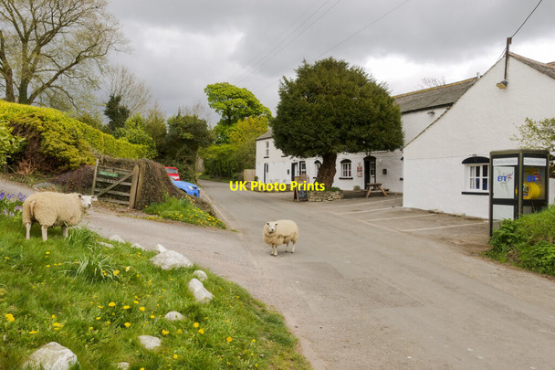 Photo 6"x4" The Royal Yew at Dean Dean\/NY0725 c2021