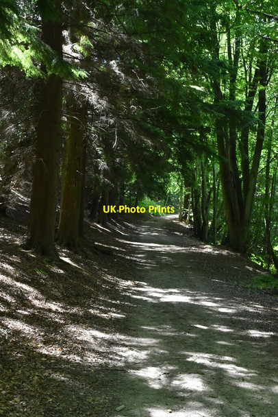 Photo 6"x4" Shaded bridleway Birchgrove\/TQ4029 c2020