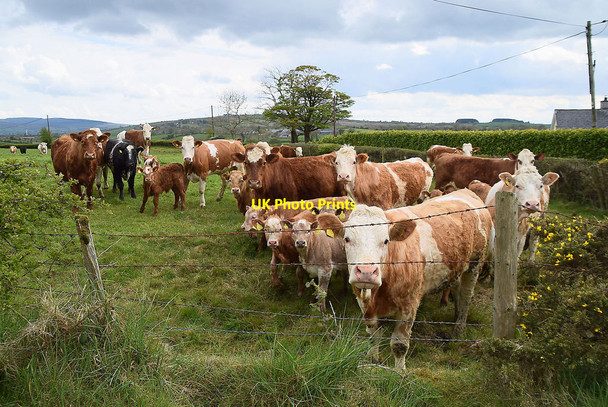 Photo 6"x4" Curious cattle, Altoghal Newtownstewart c2021
