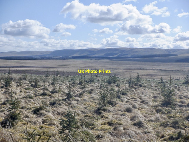 Photo 6"x4" Sitka plantation, Scarce Rig Tweeddaleburn\/NT2752 c2021