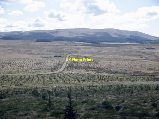 Photo 6"x4" Newly planted forest below Dun Rig Tweeddaleburn\/NT2752 c2021