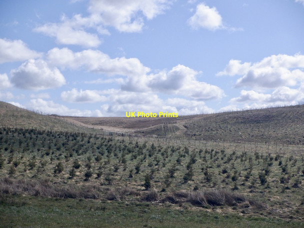 Photo 6"x4" Newly planted forest Scarce Rig Waterheads c2021