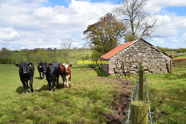 Photo 6"x4" Cattle, Bancran Beragh c2021