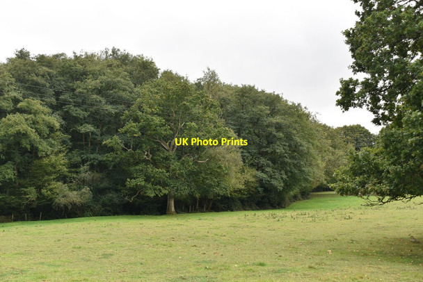 Photo 6"x4" Chartham Park Golf Course East Grinstead c2020