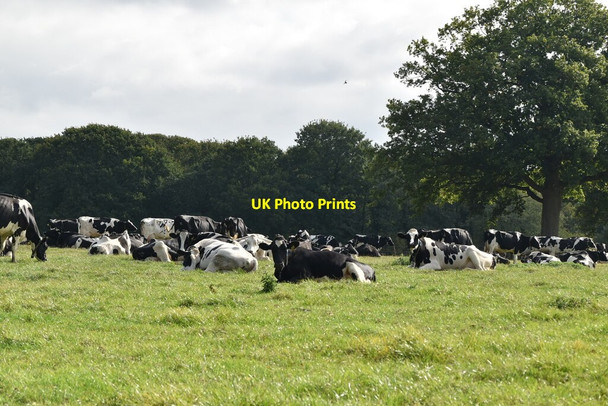 Photo 6"x4" Cattle at rest Felcourt c2020