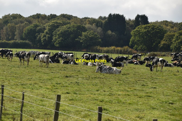 Photo 6"x4" Cattle, Felcourt Farm Felcourt c2020