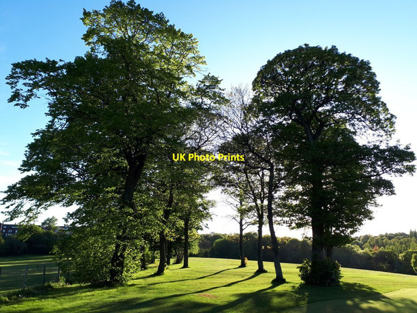 Photo 6"x4" Trees on Gotts Park golf course Upper Armley c2021