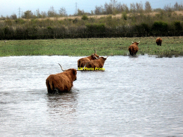 Photo 6"x4" Highland Cattle, crossing Newton Ings Castleford c2021