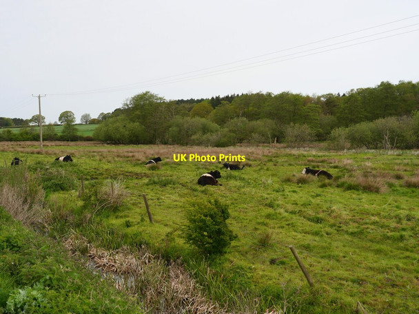 Photo 6"x4" Cattle grazing rough Pasture Meeting House Hill c2021
