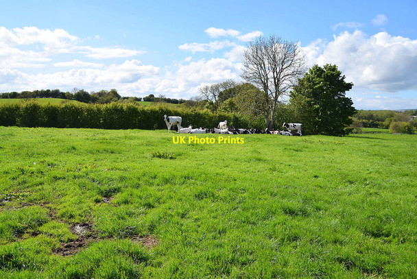 Photo 6"x4" Cattle, Deroran Beragh c2021