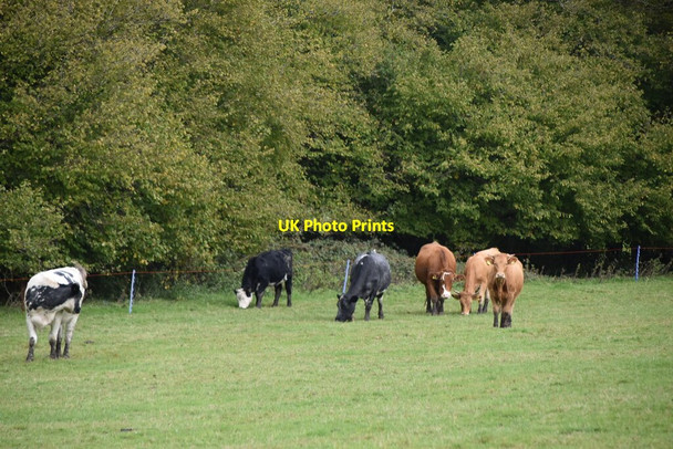 Photo 6"x4" Cattle grazing Beckley Furnace c2020
