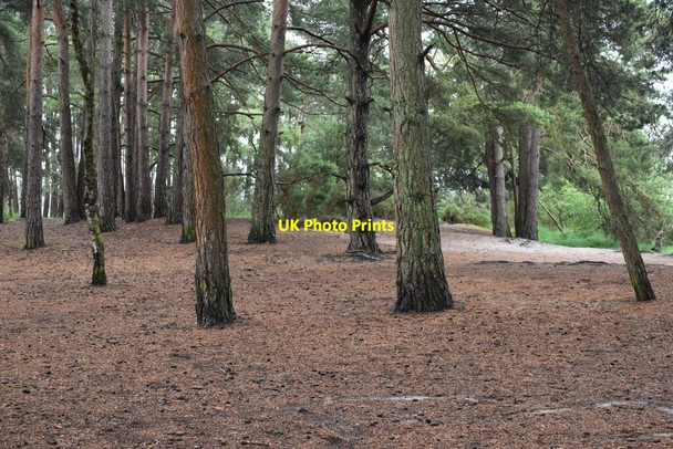 Photo 6"x4" Woodland by the Moat Pond Pot Common\/SU9042 c2021