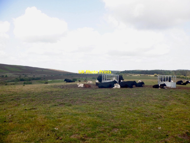 Photo 6"x4" Cattle, Fawcett Hill Detchant c2021
