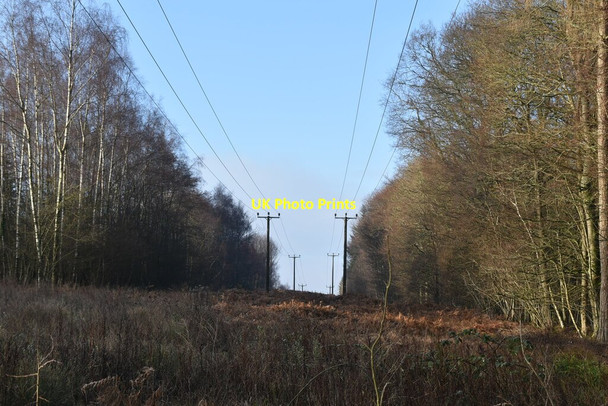 Photo 6"x4" Pylons, Worthlodge Forest Worth Abbey c2020 P1