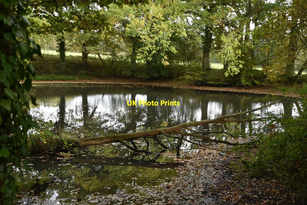 Photo 6"x4" Wooded pond Benenden c2020