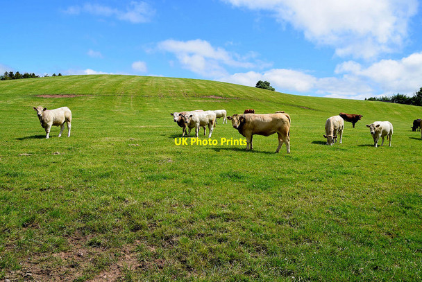 Photo 6"x4" Cattle, Edenderry Omagh c2021