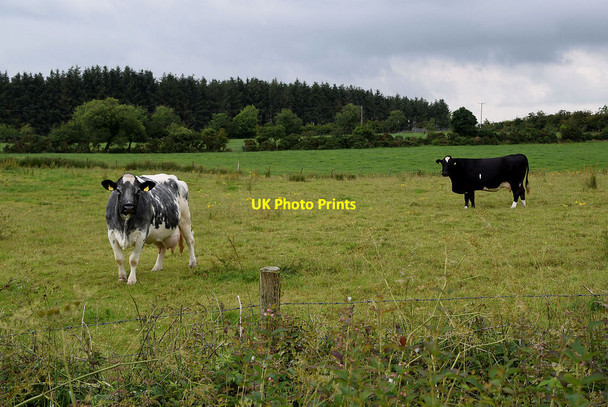 Photo 6"x4" Cattle, Killycurragh Mountfield\/H5378 c2021