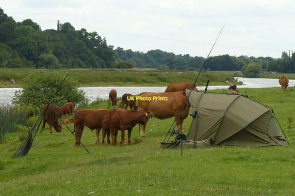 Photo 6"x4" Curious cattle, Hoveringham Hoveringham c2021