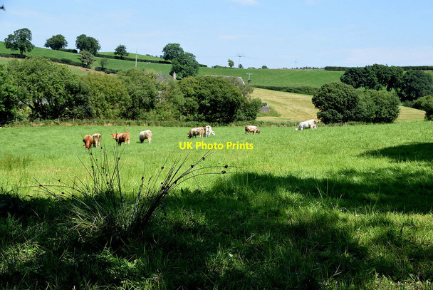 Photo 6"x4" Cattle grazing, Loughmuck Omagh c2021