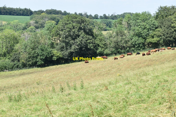 Photo 6"x4" Cattle in sloping field above Hogden Lane Polesden Lacey c2021
