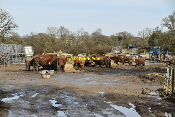 Photo 6"x4" Muddy cattle Lingfield Common c2021