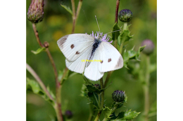 Photo 6"x4" Small White butterfly, Edwards Woodland Dry Drayton c2021
