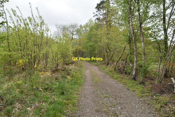 Photo 6"x4" Bridleway, Mereworth Woods Comp c2021 P1