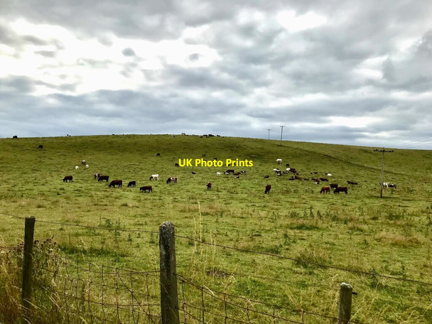 Photo 6"x4" Cattle grazing near the A75 Haugh of Urr c2021