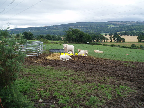Photo 6"x4" Cattle in field at West Croft Balchraggan\/NH5343 c2021