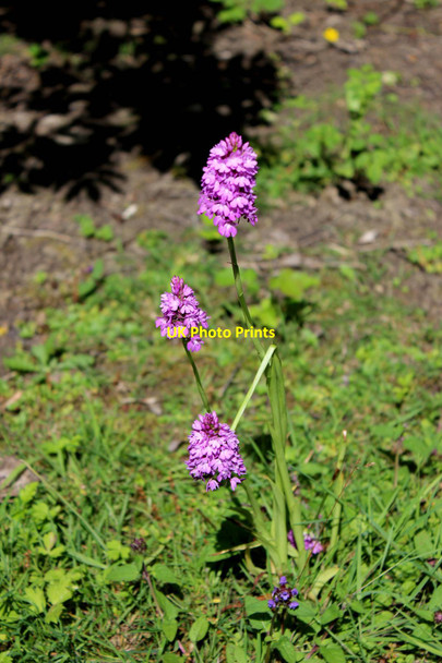 Photo 6"x4" Pyramidal Orchid, Edwards Woodland Dry Drayton c2021