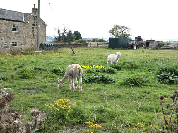 Photo 6"x4" Alpacas at Quarry House Farm Snods Edge c2021