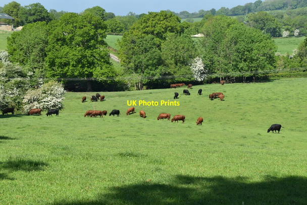 Photo 6"x4" Cattle grazing Bayley's Hill c2021