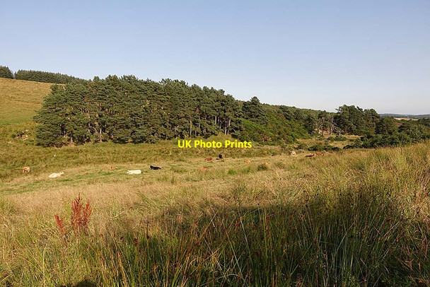 Photo 6"x4" Cattle in the Glen of Newmill Glen of Newmill c2021